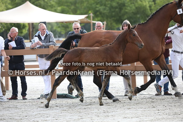 6 Outlandos d'Amour (Iniesta TN x Wyona v. Concorde)