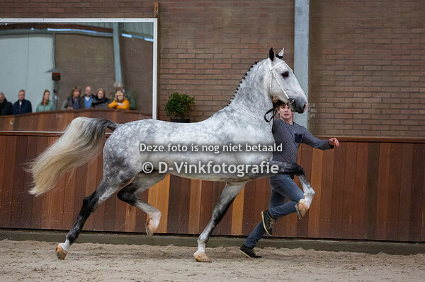 Black Horses - presentatie jonge tuigpaardhengsten 22-12-2018