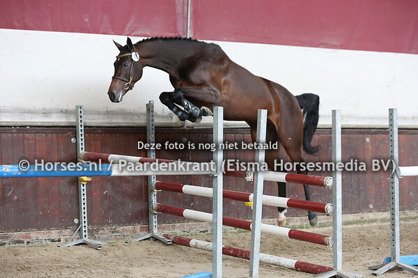 13 Rominka (Donthargos x Isminka v. Chello III)