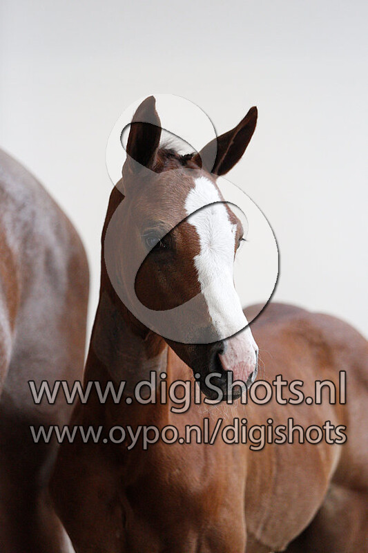 Chef d'Equipe van de Gangerhoeve Z v. Chaiton FZ