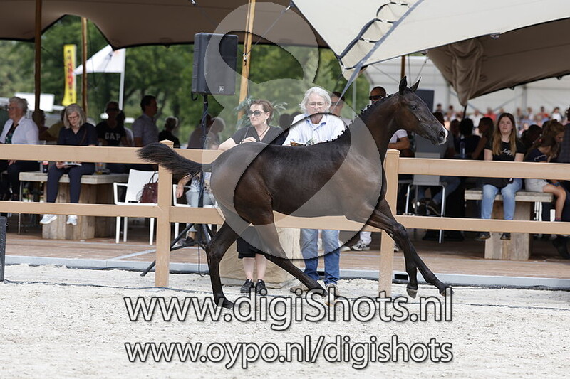 Tunita v. Baltic VDL