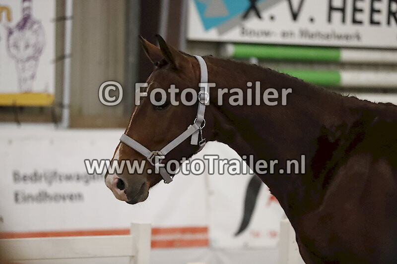 956 - Aberdeen van Polderzicht