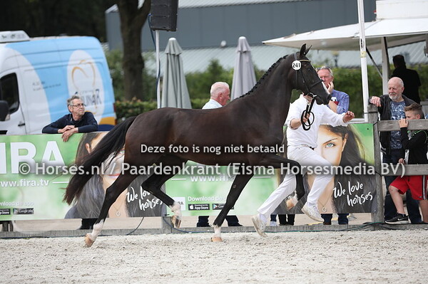 241 Lois Jane (Henkie x Bonnie-Jane v. Uromast)