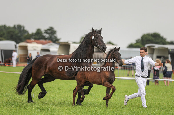 Rubriek 1 hengstveulens