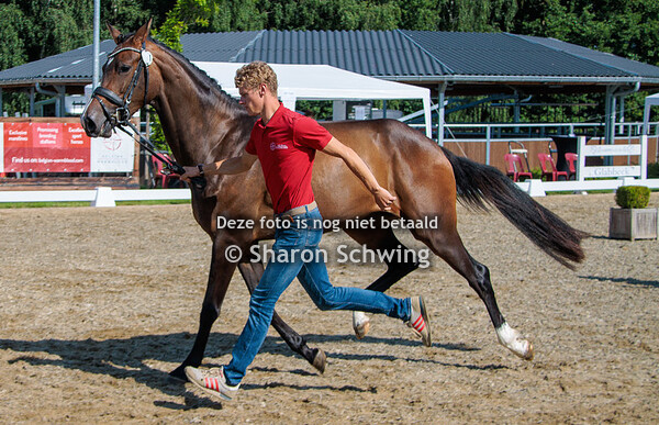 Vrouwelijke Driejarigen dressuur