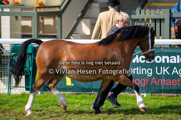 Section A Senior Barren Mares