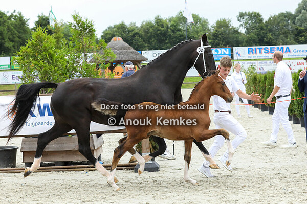 32 - Vrijheid ( Macho x Ulandro )