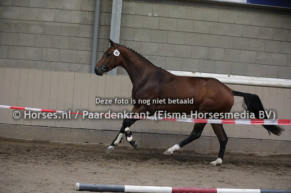 45 Latifa (Rousseau x Zofia v. Wolkentanz)