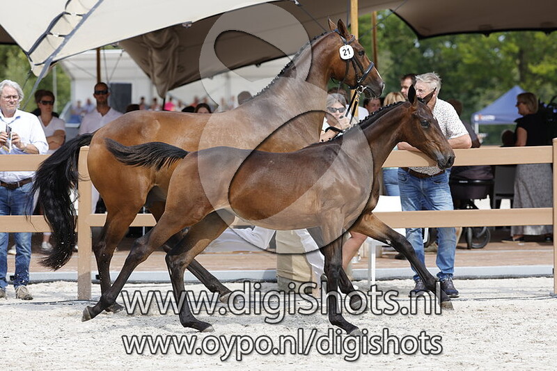 Tunanita v. Carrera VDL