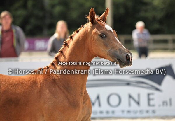 22 Oakley (Apache x Annastasia v. Prestige VDL)