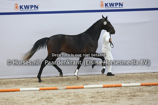 451 Miami Turfhorst x Sandro Hit)