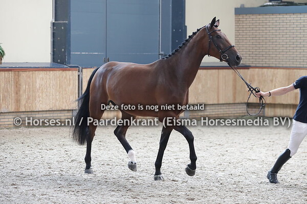 8 Nabine (Innocent x Robine v. Burggraaf)