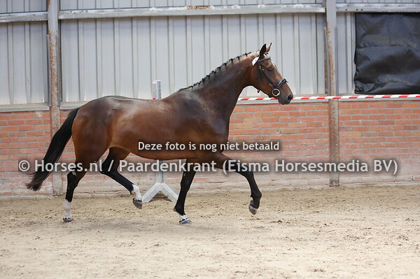 9 Sarahcara (Incognito x Helmacara v. Briljant)