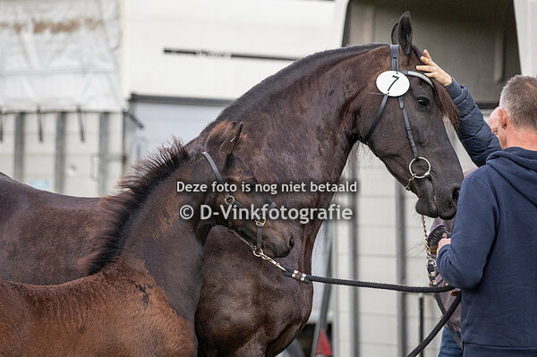 Rubriek 1 hengstveulens