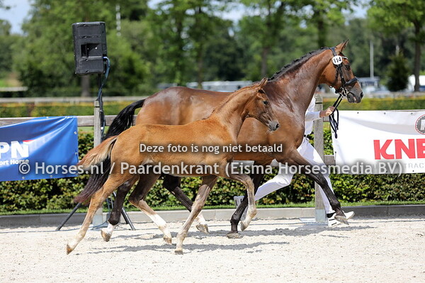 20-07-23 CK Gelderland dressuur veulens