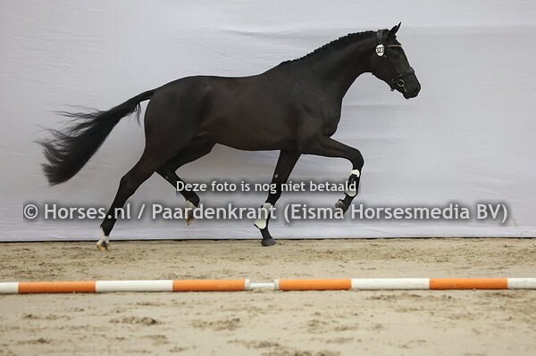 323 (Dream Boy x Millenium)