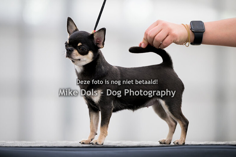 Dogshow Rijnland