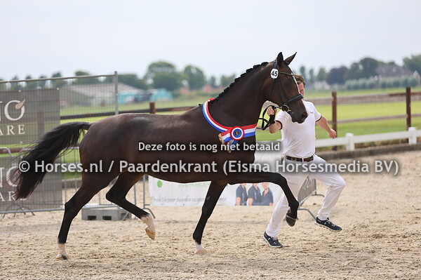 19-07-2025 KWPN CK Noord-Holland