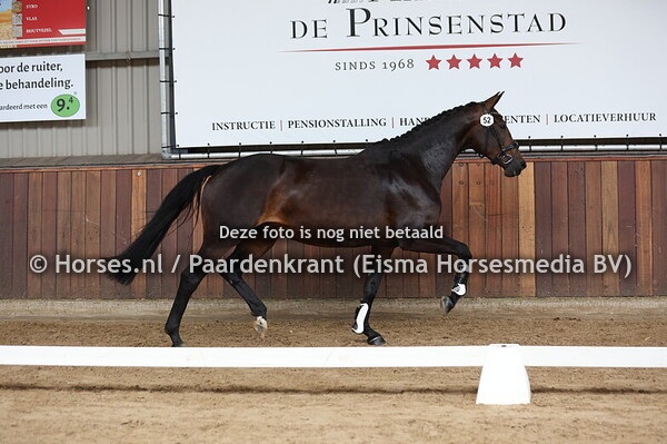 52 R'Esprit vd Sekeviahoeve (Glamourdale x Esprit vd S)