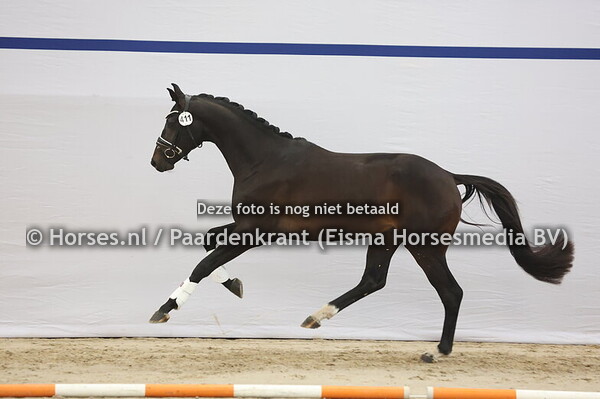 411 (Jovian x Zonik)