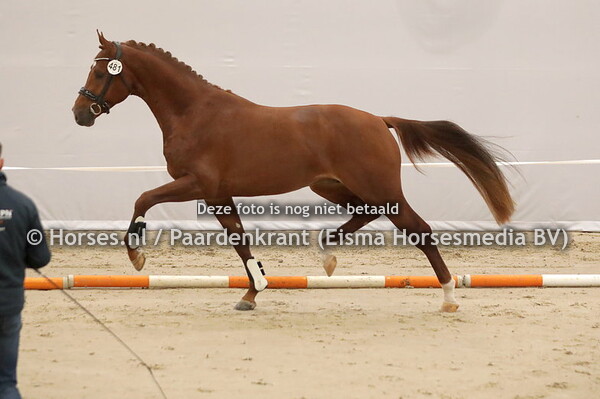 481 Romeo (Maracan x Fanou v. Santano)