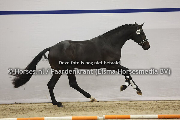 457 (My Blue Hors Santiano x Westpoint)