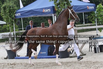 HTNCK25 4/7-jarige stb merries