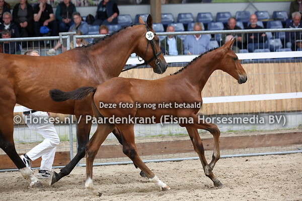 36 Vanilla Queen W (Comthago x Cuba Libre W v. Carrera)