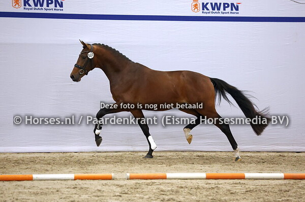 527 (Vaderland x Benicio)