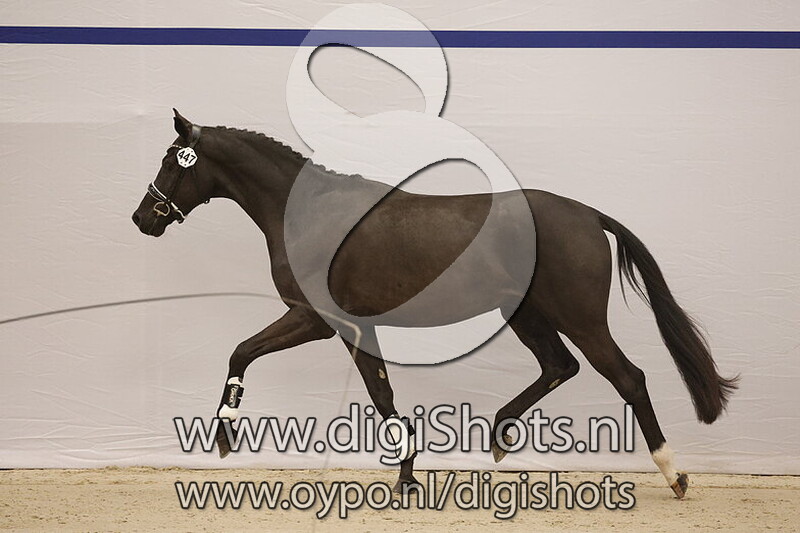 Saffier VDH v. Mister Diamond