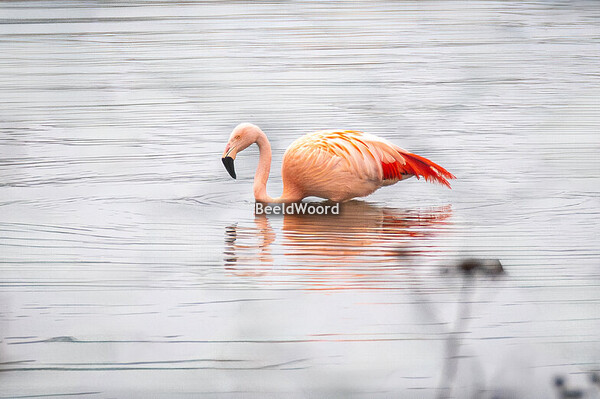 Flamingo's op de Domelaar