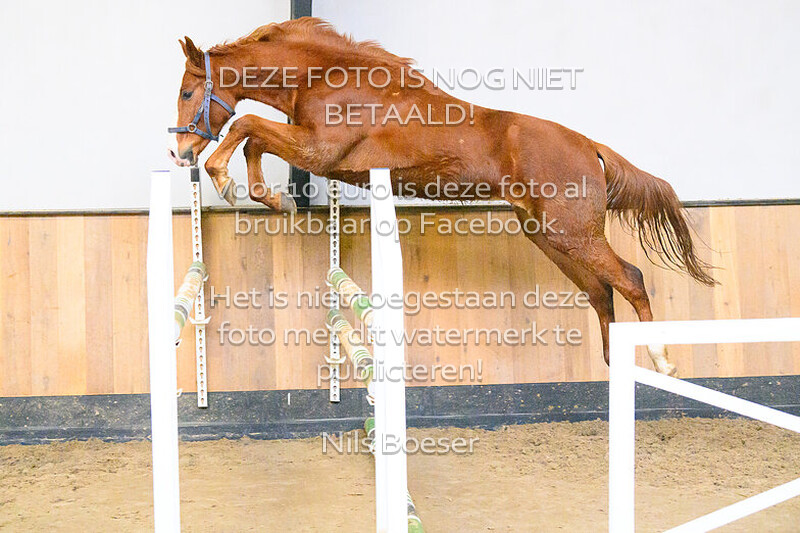 Paard_26