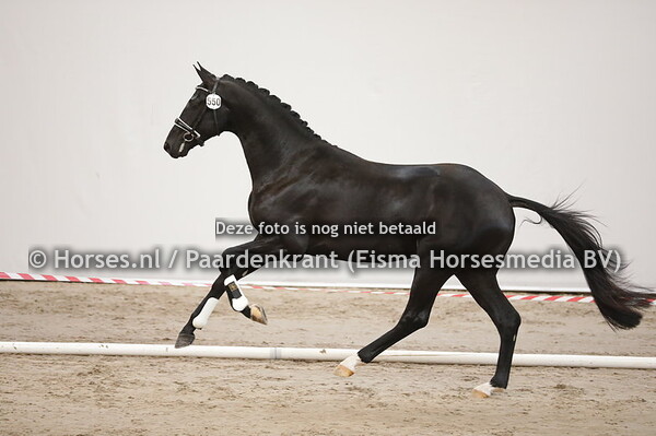 191203 KWPN 1e bez. dressuurhengsten 2019