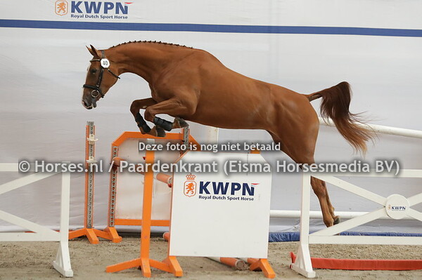 40 Pibanda VDL (Arezzo VDL x Banda v. Argentinus)