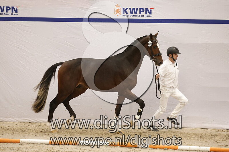 San Martino v. Koning