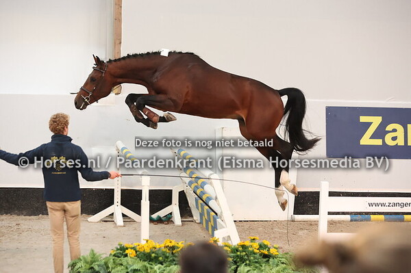 15 Excellent de Toxandria Z (Eldorado vd Zeshoek x Cicero)