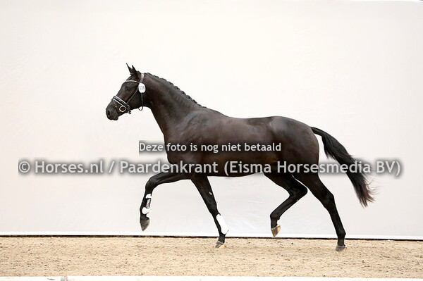 01-12-2020 1e bez KWPN Dressuur ochtend