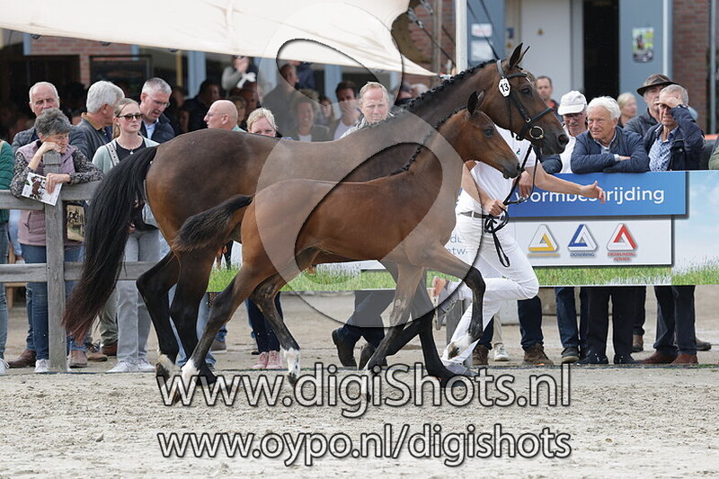 Viewpoint JD v. Mindset ES