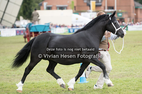 Championship Section C