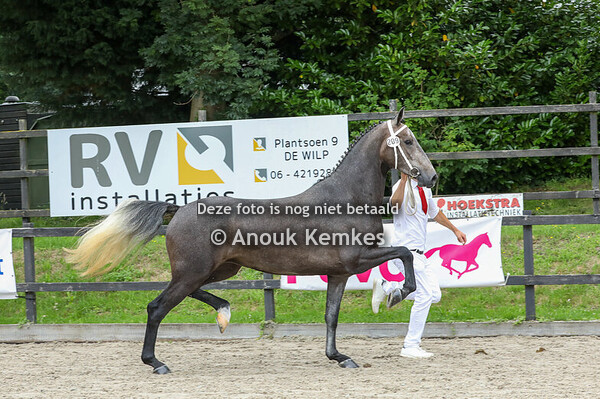 Siereda ( Magnifiek x Cizandro )