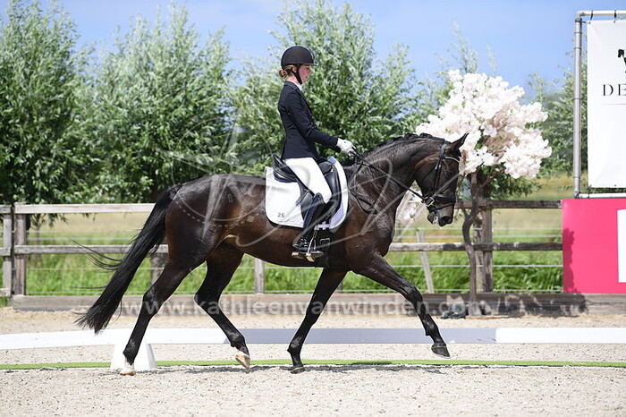 Rosa Stierhout - Oleander F