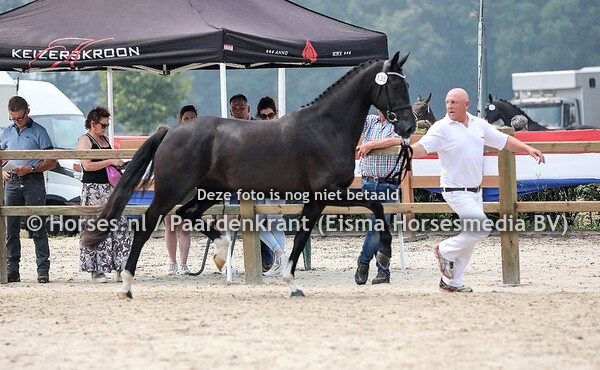 135 Lady Gaga (Franklin x Dallas Top T v. Valdez)