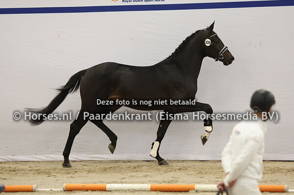 306 (Blue Hors Monte Carlo x Ampere)