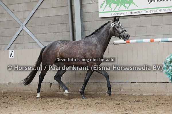 46 Olympie vd Northside (Just Wimphof x Goniek v. Johnson)