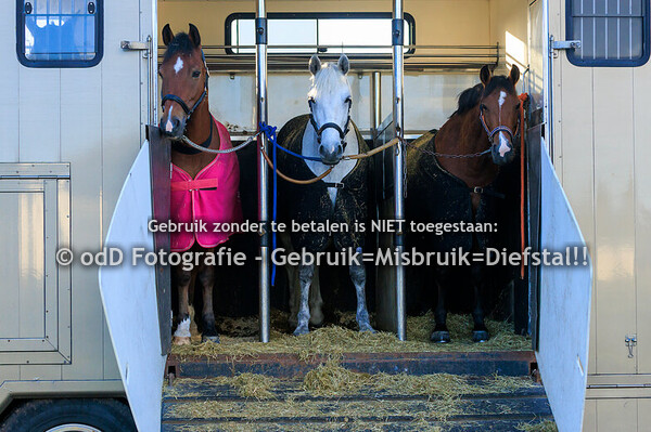 Eventing Ronostrand Paard M 28-09-24