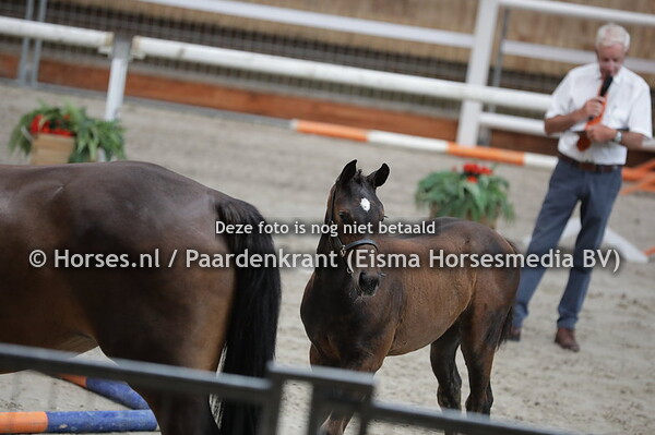 295 Giulietta (Numero Uno x Curoos v. Ukato) met veulen