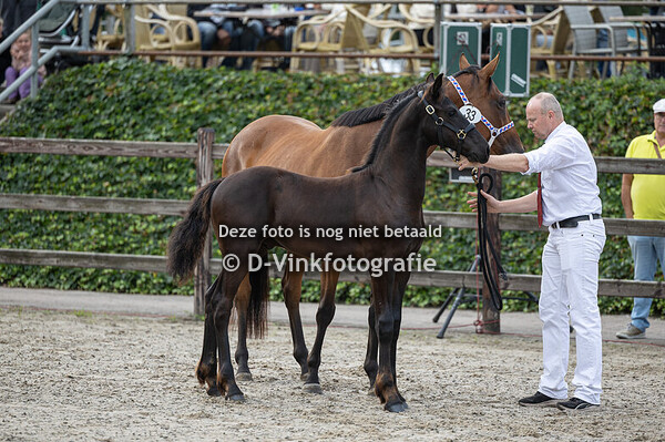 33. Darius fan Equilibrium