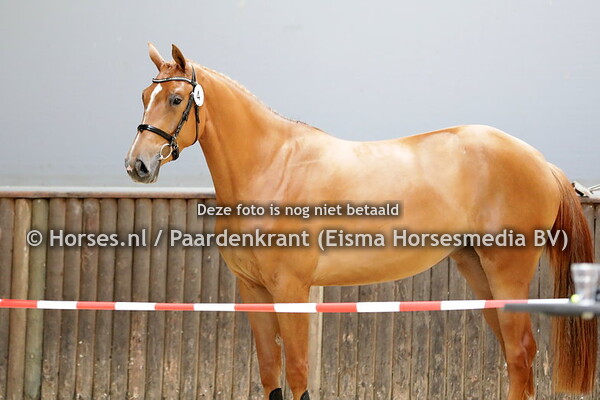 4 N (Vigo d'Arsouilles x Douglas v. Tangelo van de Zuuthoeve)