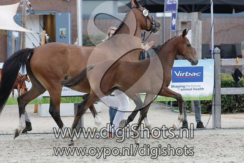 Vanino v. Bon Courage