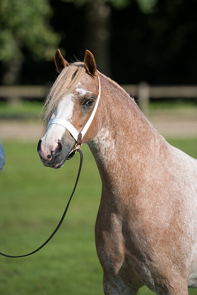 Centrale Merriekeuring Kootwijk